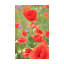 Mohn 2012 leinwanddruck