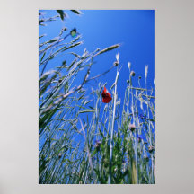 Mohn im Kornfeld 2012 Poster