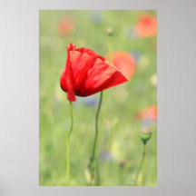 Mohn Posterdrucke