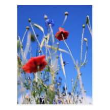 Mohn Postkarte