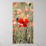 Mohnblume Plakat