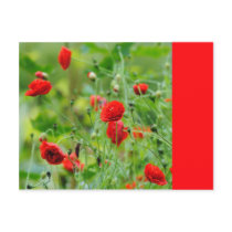 Mohnblume Postkarten