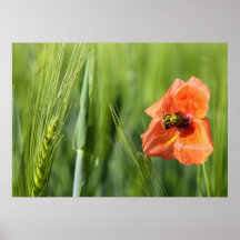 Mohnblume Posters