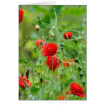 Mohnblumen Karten