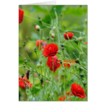 Mohnblumen Karten