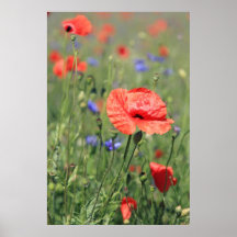 Mohnblumen Plakat