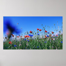 Mohnblumen Plakatdruck