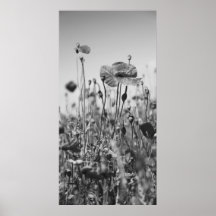 Mohnblumen Schwarz Weiß Plakatdruck