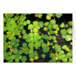 Mohonk Lily Pads I cards