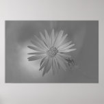 Mojave Aster Wildflower (b/w) Print