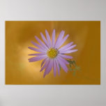 Mojave Aster Wildflower posters