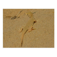 Mojave Fringe-Toed Lizard Postcard