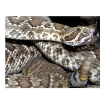 Mojave Rattler Postcard