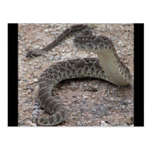 Mojave Rattlesnake Postcards