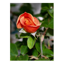 Mojave Rose Post Card