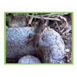 Mole Cricket On The Stone Postcards