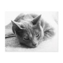 Mollie postcards