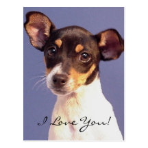 Molly - I Love You! Postcard