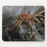 Molted King Crab Shell, Dutch Harbour, AK mousepads