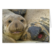 Molting Northern Elephant Seals Card