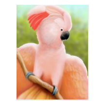 Moluccan Cockatoo Postcard