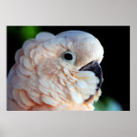 Moluccan Cockatoo posters