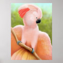 Moluccan Cockatoo posters