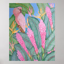 Moluccan Cockatoo posters