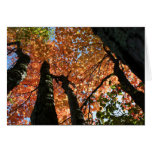 Moment of Fall Zen cards