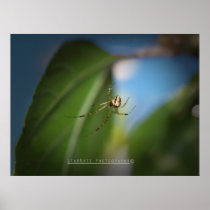 'Mona Lisa Spider' Poster