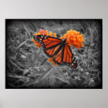 Monarch and Monochrome Poster