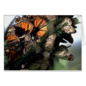 Monarch Butterflies cards