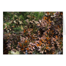 Monarch Butterflies Card