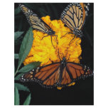 Monarch butterflies feeding flyers