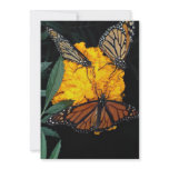 Monarch butterflies feeding invitations