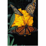 Monarch butterflies feeding photo sculptures