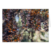 Monarch Butterflies Greeting Cards
