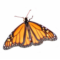 Monarch butterfly ~ acrylic photo cutout