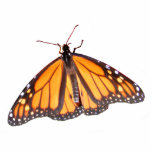 Monarch butterfly ~ acrylic photo sculptures