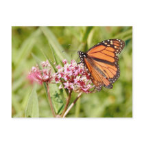 Monarch Butterfly and Friend Postcards