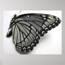 Monarch Butterfly Canvas Print