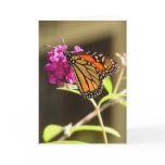 Monarch butterfly greeting cards