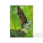 Monarch butterfly cards