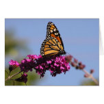 Monarch butterfly card