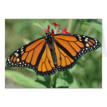 Monarch Butterfly Cards