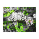 Monarch Butterfly Colour Splatter Postcard