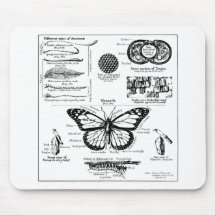 Monarch Butterfly Information Mouse Pad