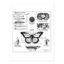 Monarch Butterfly Information Postcards