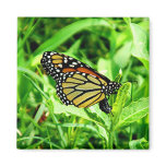 Monarch Butterfly Manget magnets