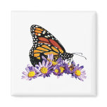 Monarch Butterfly on Aster